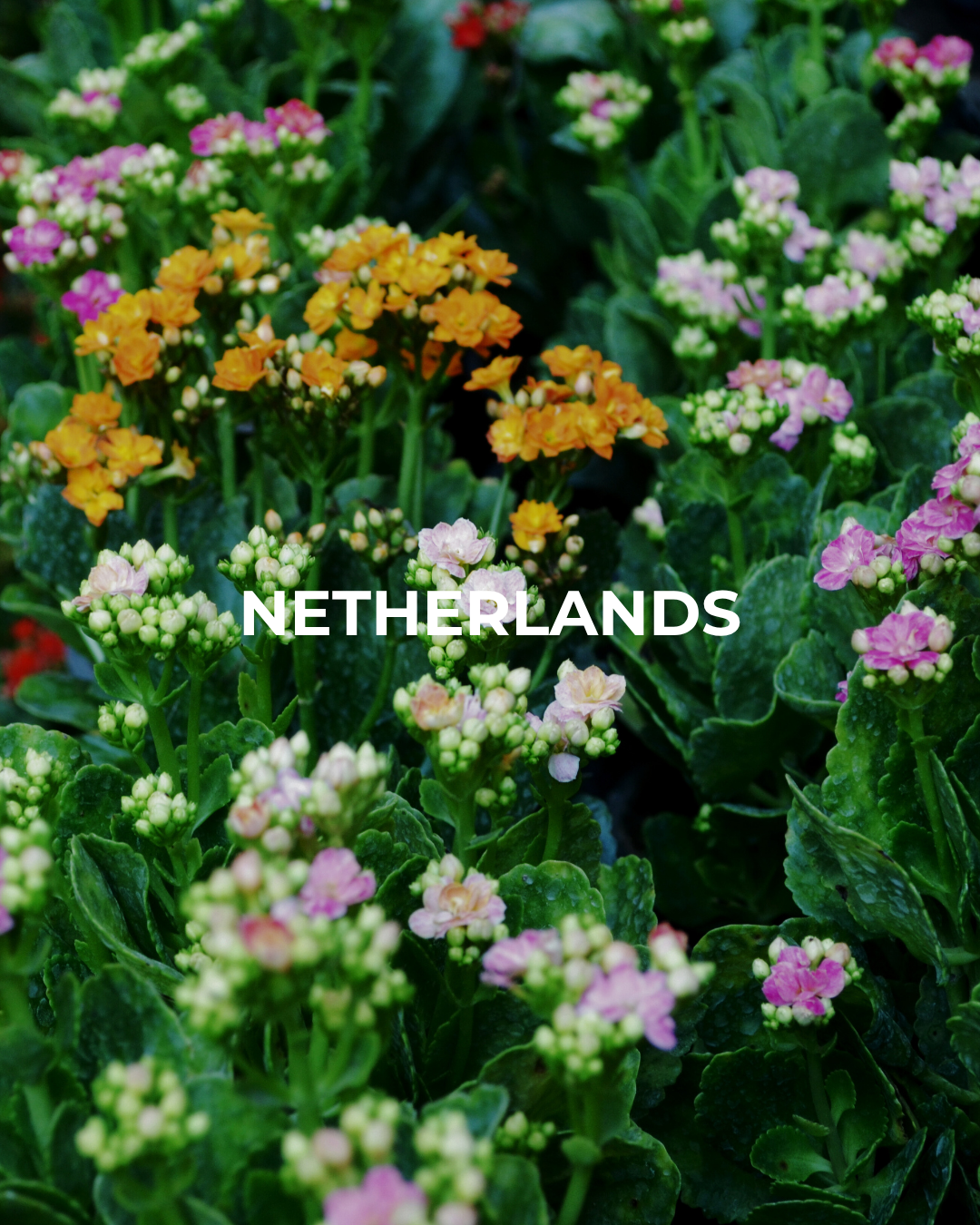 nl Netherlands