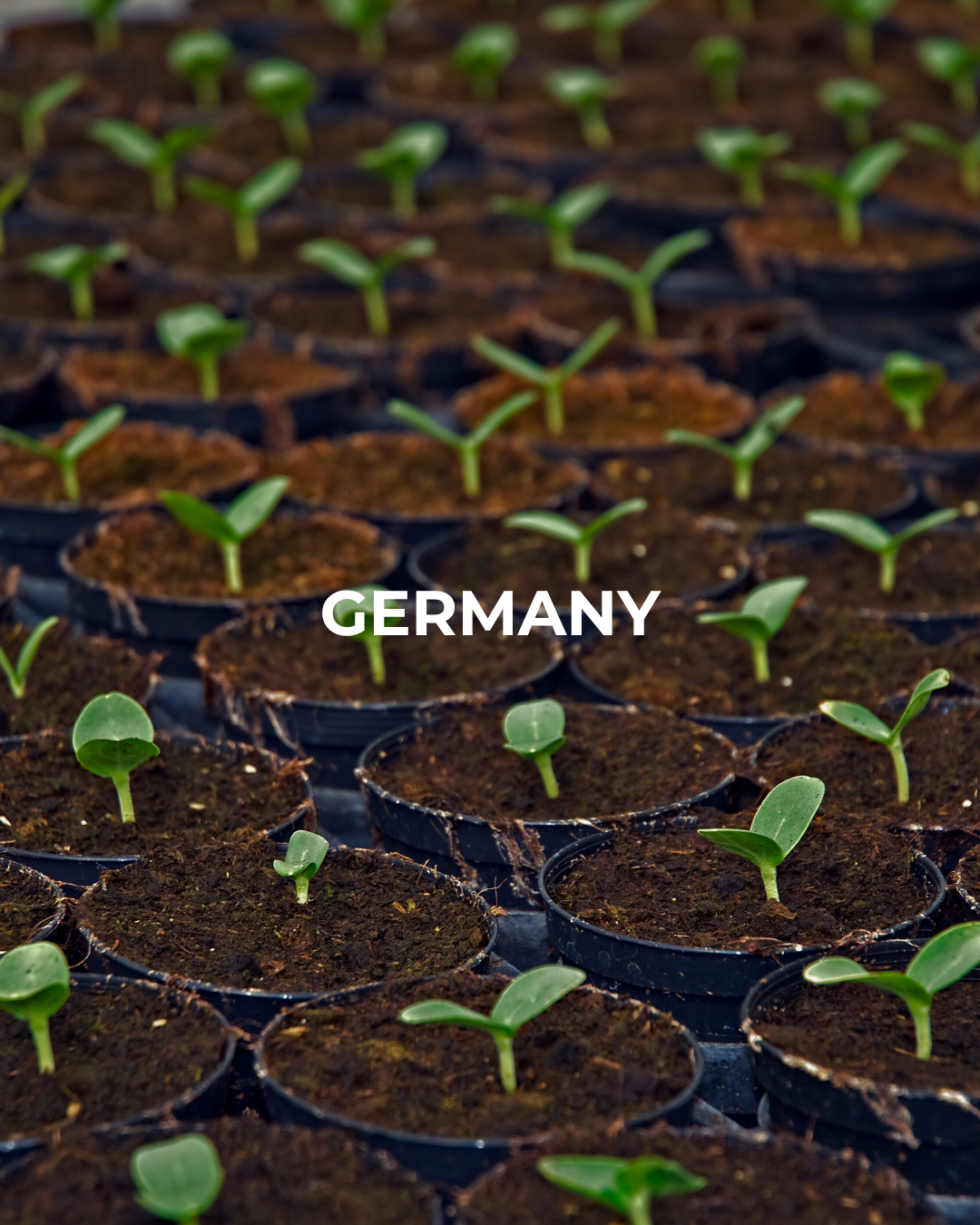 ty Germany