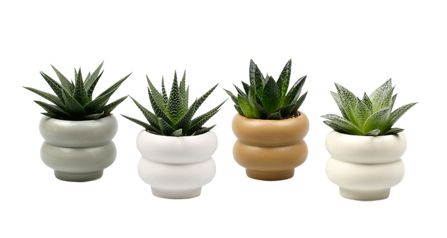 potteskjuler new look